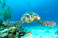Roatan Honduras 2026